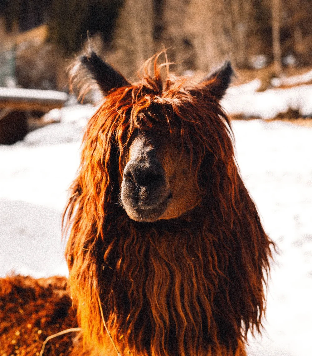 Space for adventure at your hotel with a petting zoo in South Tyrol Space for adventure at your hotel with a petting zoo in South Tyrol